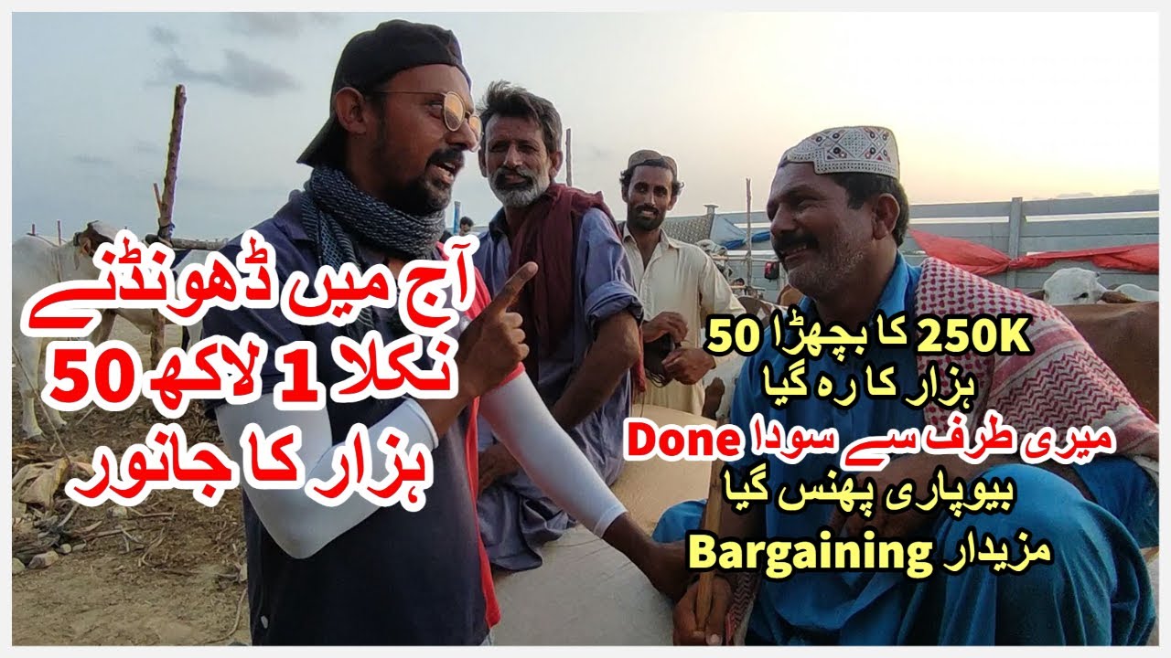 1 Lakh 50 Hazar Mai Kia Milsakta Hai Beopari Bol K Phans Gaya Northern Bypass Maweshi Mandi 2023
