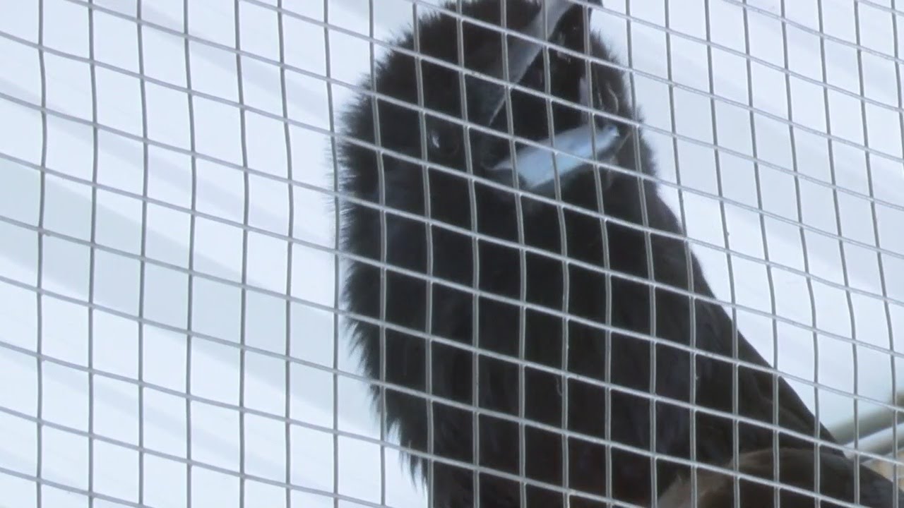 Talking raven at Clovis zoo draws in people from all over New Mexico