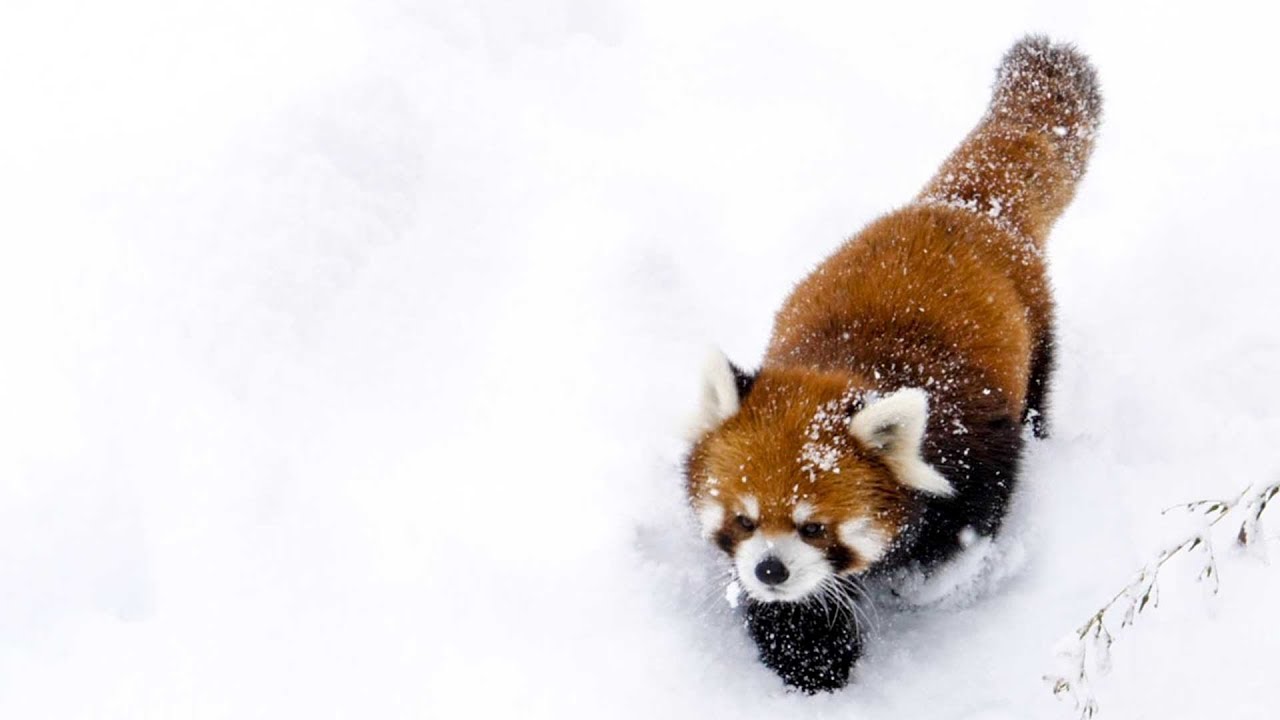 とある雪の日…エイタ red panda EITA