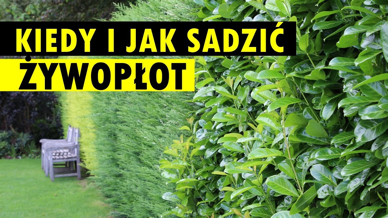 Kiedy, jaki i jak posadzić żywopłot. Sposób na SZYBKI EFEKT