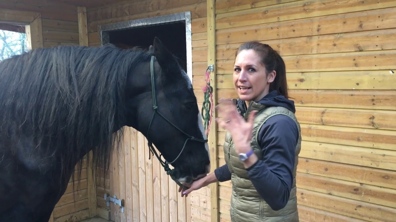 How to mobilise and gently stretch your horse after exercise