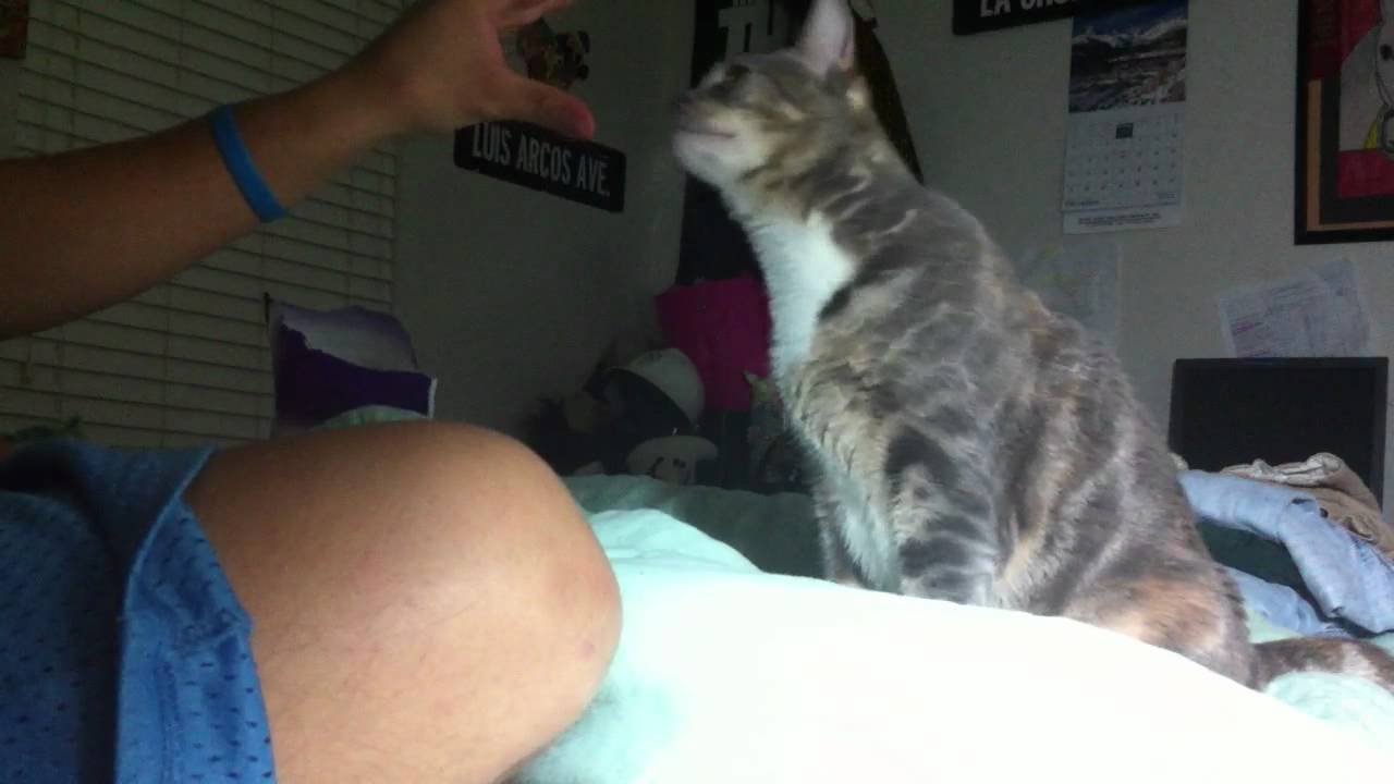 Teaching nena an open mouth behavior