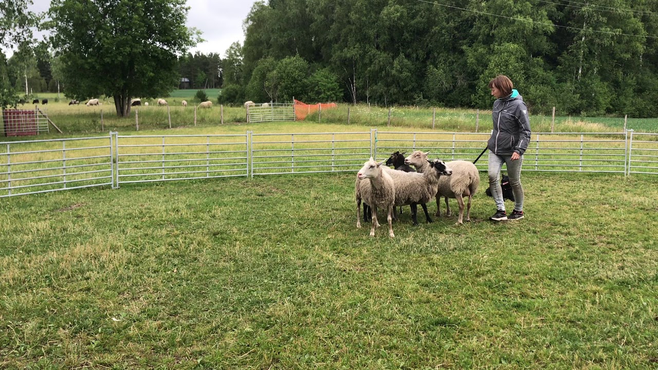 Mudi Nyusha herding training with Sanna