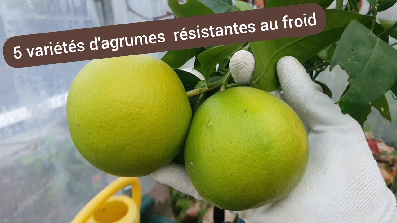 Les meilleurs variétés d'agrumes résistantes au froid 2025