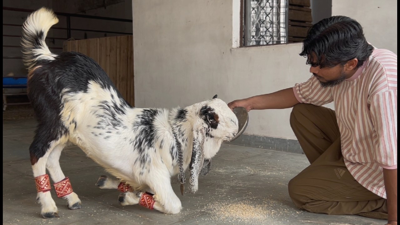 Mashallah quality goat buldozer palne wale bakre start...