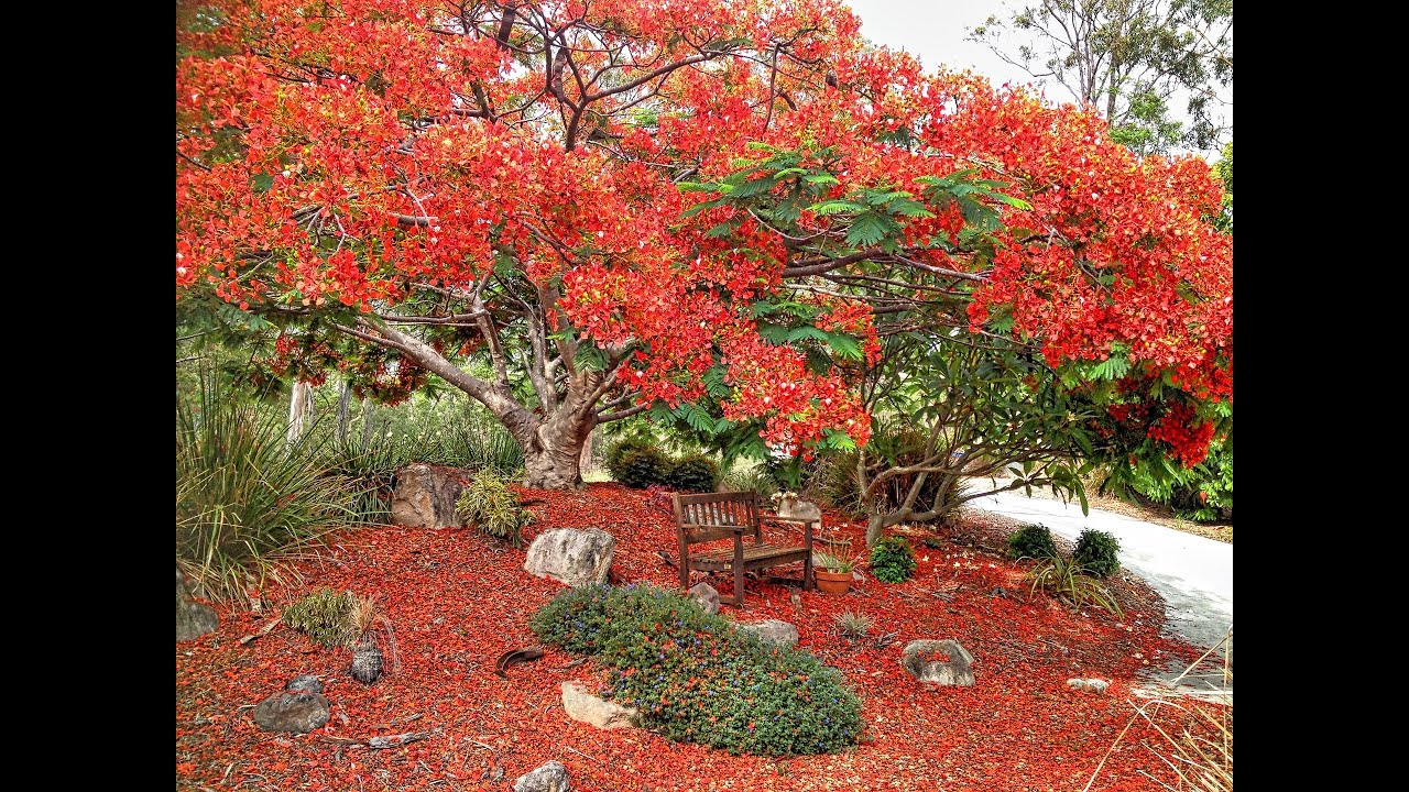 Poinciana (Song Of The Tree)......Sax Cover by Wuffy on Tenorsaxophone 