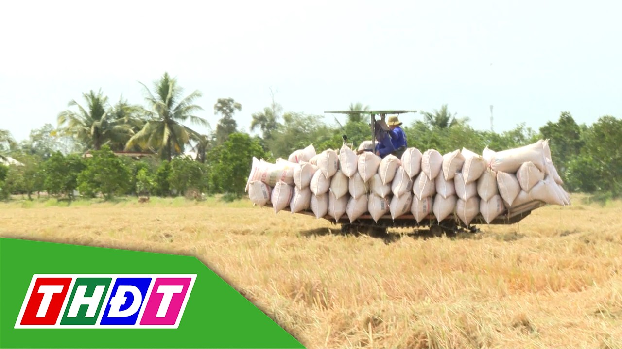 Kỹ thuật giảm chi phí vụ Hè thu | Khuyến nông - 24/2/2026 | THDT
