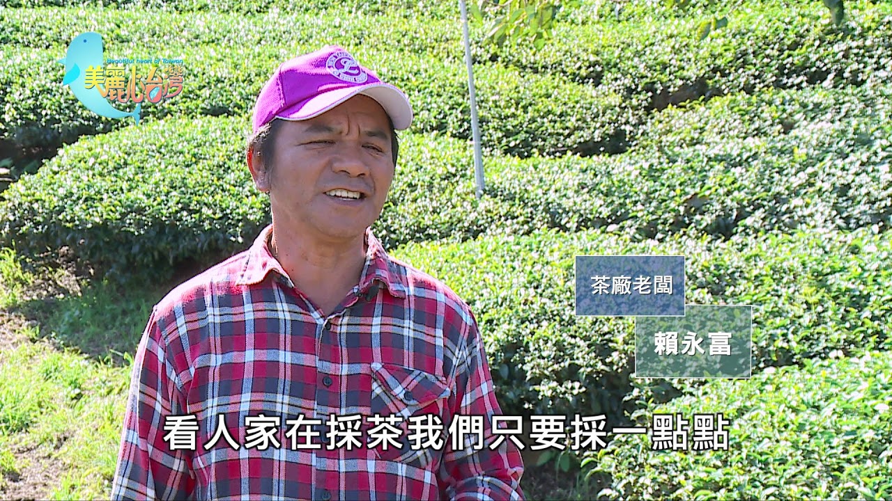 【南投仁愛】台灣高山茶  賴永富堅持種出無毒茶湯 | 有機無毒 | 345 | #美麗心台灣