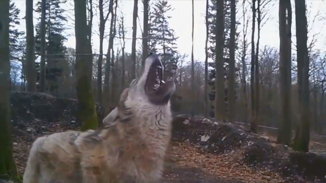 Opmars van de wolf in Duitsland en Nederland