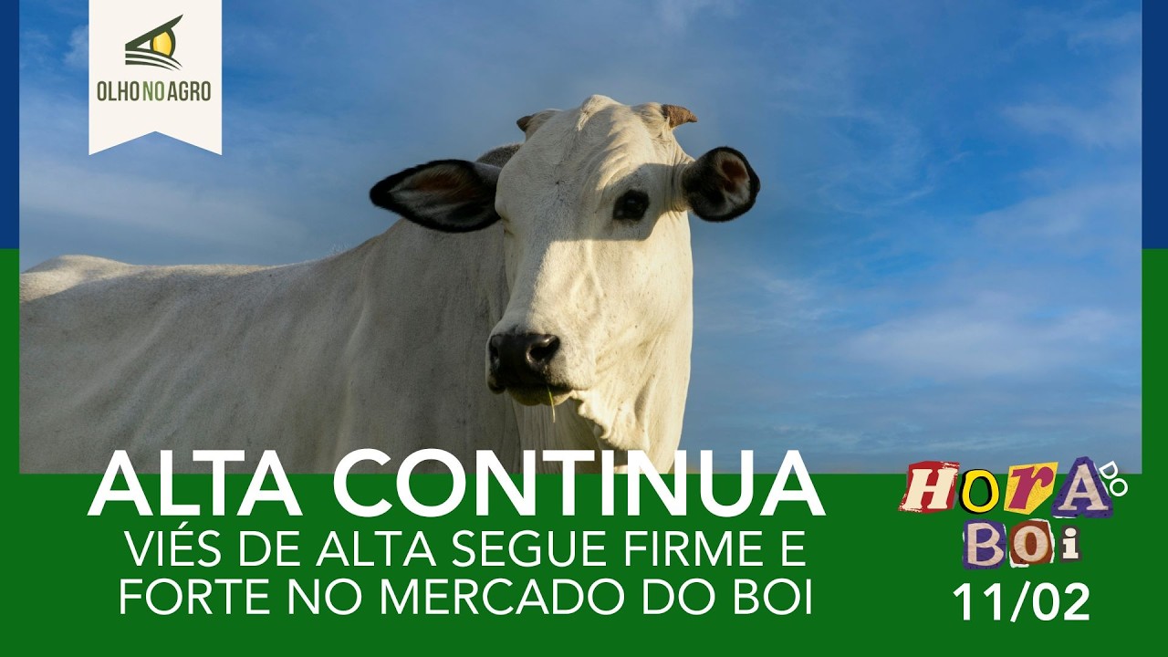 HORA DO BOI 11/02 - VIÉS DE ALTA SEGUE FIRME E FORTE NO MERCADO DO BOI