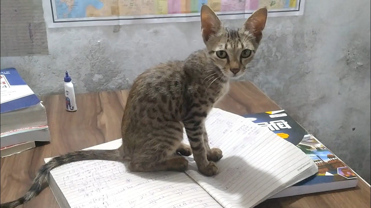 Kittu the kitten who came and sat on my study table 🥰