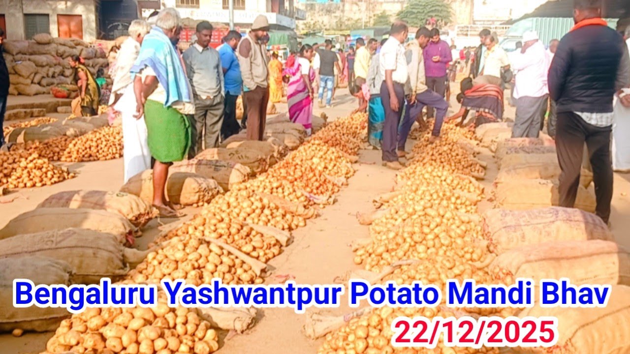 Yashwantpur Mandi Bengaluru Aloo Bhav | Aaj Ka Taza Rate #potato #aaloo #today #mandi #wholesale