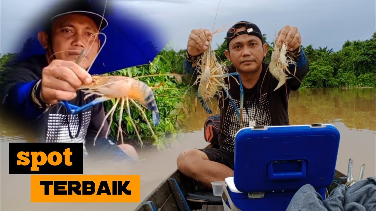 Spot seperti ini yang di cari para pemancing udang galah‼️𝙢𝙖𝙣𝙘𝙞𝙣𝙜 𝙪𝙙𝙖𝙣𝙜 𝙜𝙖𝙡𝙖𝙝 𝙩𝙚𝙧𝙗𝙖𝙧𝙪