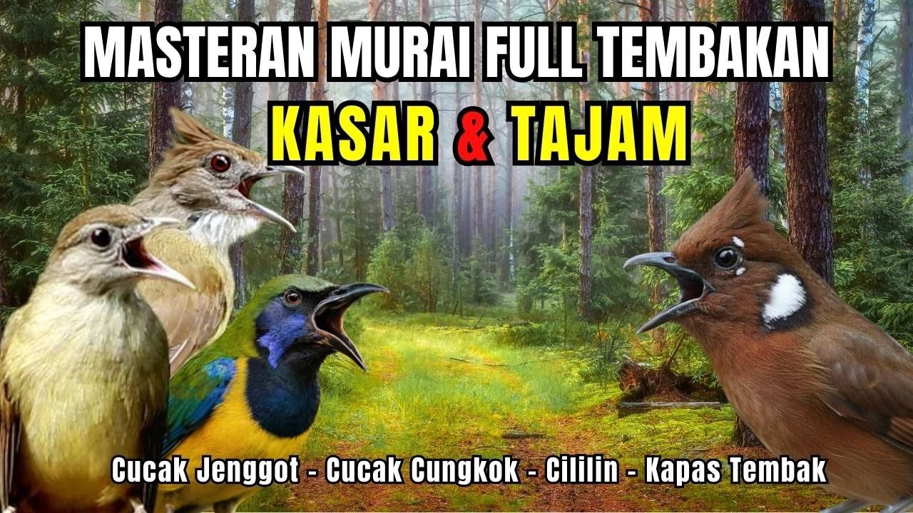 Masteran FULL Tembakan KASAR dan Tajam Kapas Tembak, Cililin, Cucak Jenggot, Cucak Cungkok