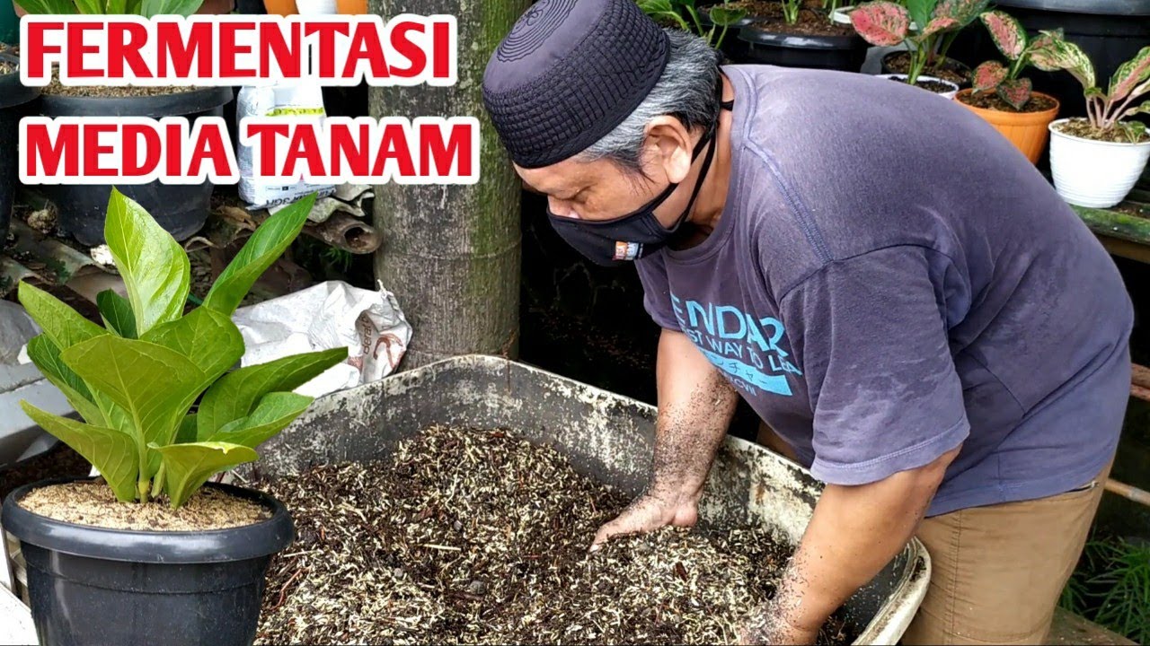 CARA FERMENTASI MEDIA TANAM ANTHURIUM