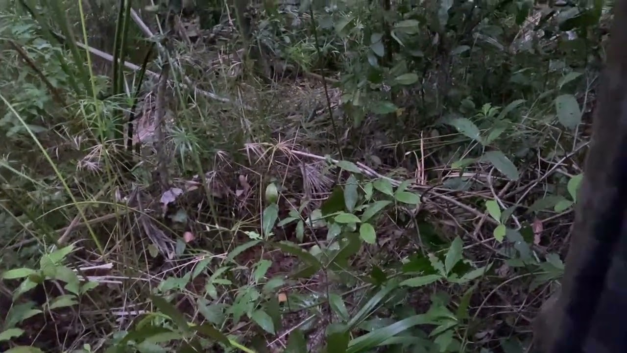 MUITA AVENTURA NA ESPERA DE PACA E TATU SERÁ QUE DEU RESULTADO ?