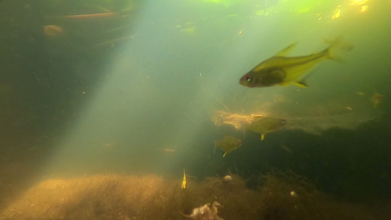 School of lemon tetra (Hyphessobrycon pulchripinnis)