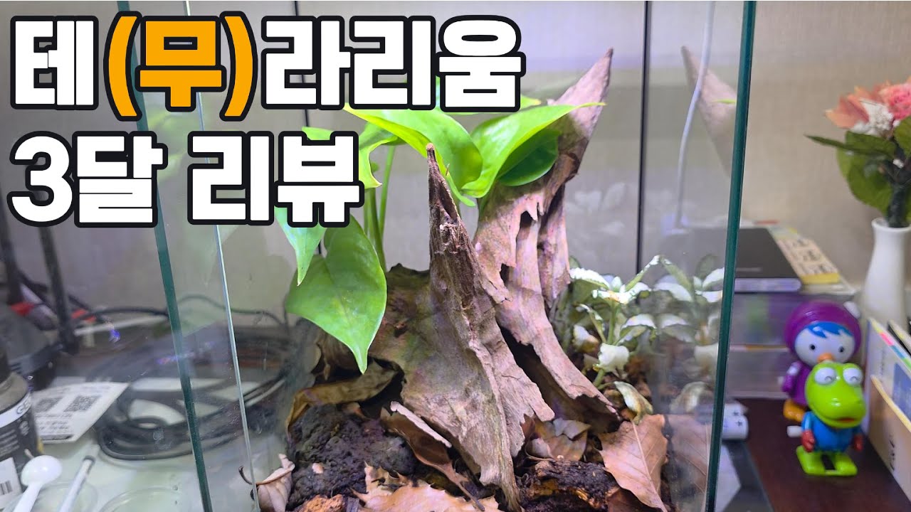 테라리움 상태 보고드립니다!