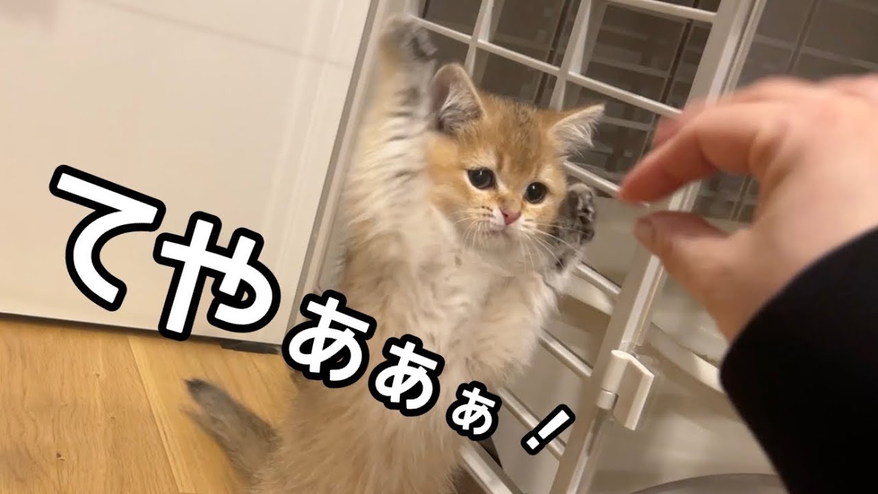 大きな敵にどうしていいかわからなくなった子猫が可愛すぎた…w