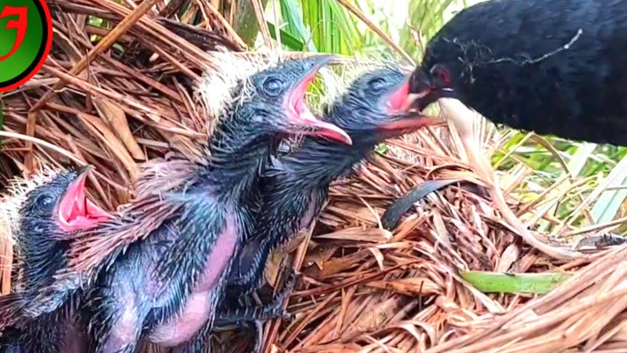 INDUK PUSING KALAU ANAKNYA UDAH SEMUA TERIAK