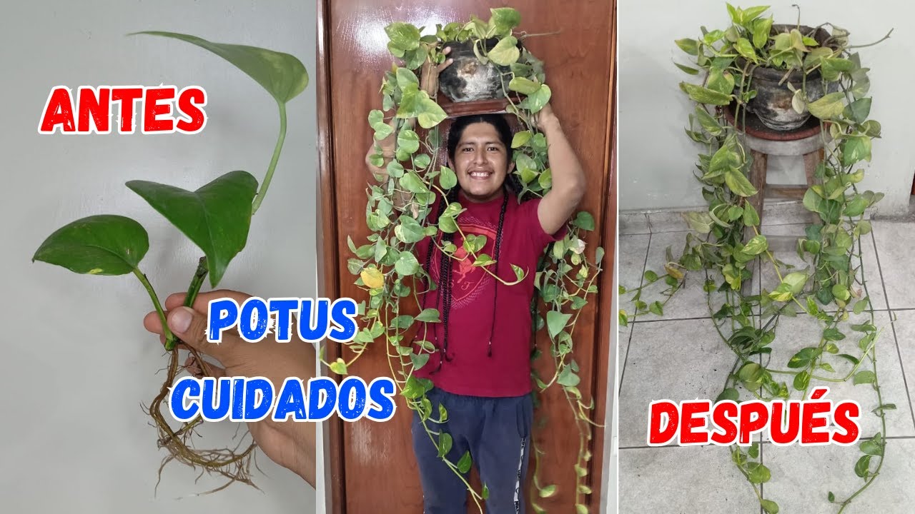 Guía Completa del cuidado de POTHOS, MIAMI, TELEFONO o POTUS en maceta | PLANTRES Garden