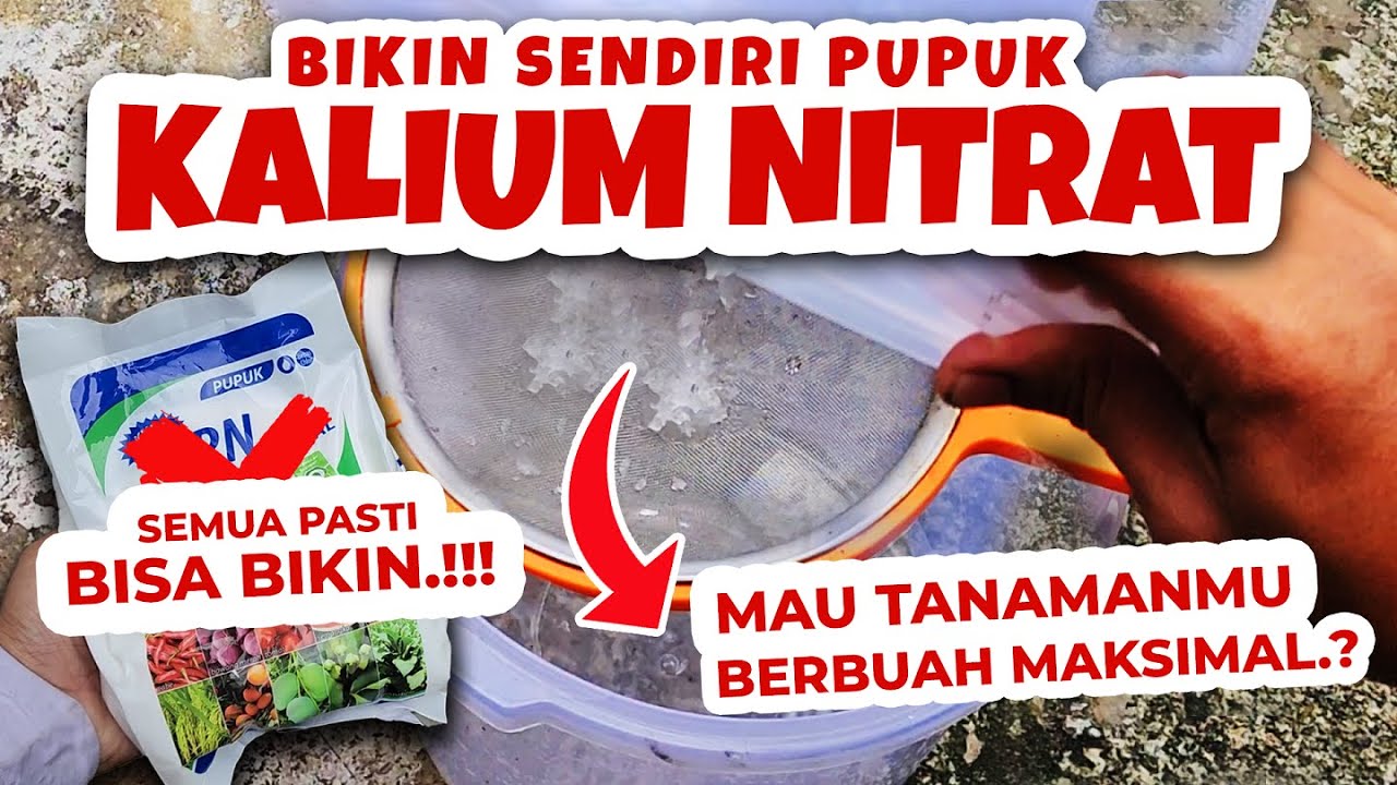 MAU TANAMANMU BERBUAH MAKSIMAL.? RAHASIA MEMBUAT PUPUK KALIUM NITRAT (KNO3) FASE GENERATIF
