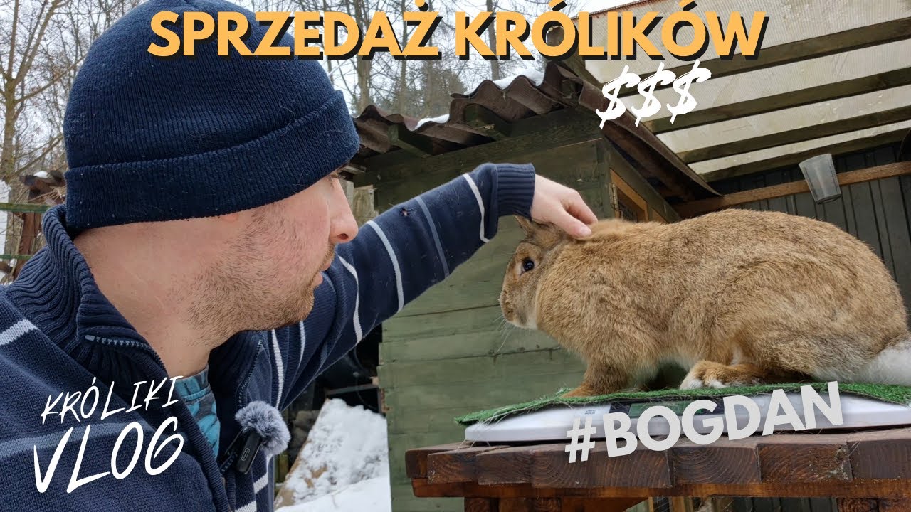 Wystawiam 2 KRÓLIKI na sprzedaż - Hodowla Królików