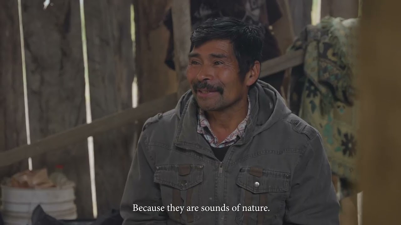 Mapuche fungal knowledge with Don Talí