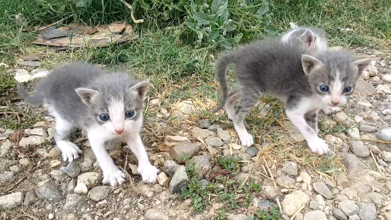Nature - when a setter dog finds abandoned-orphaned kittens -Σκυλί Σέττερ βρίσκει ορφανά γατάκια