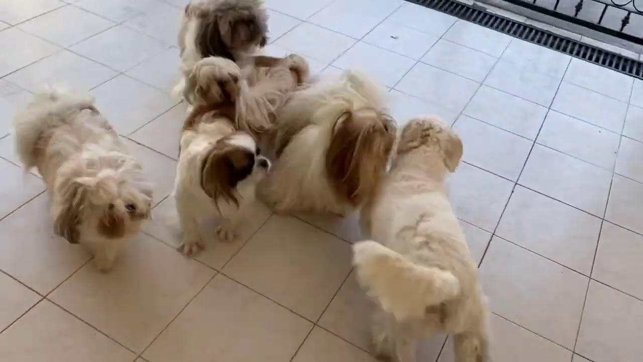 LADRIDOS de un PERRO | MUY INTERESANTE | La Casita de los Shih Tzu