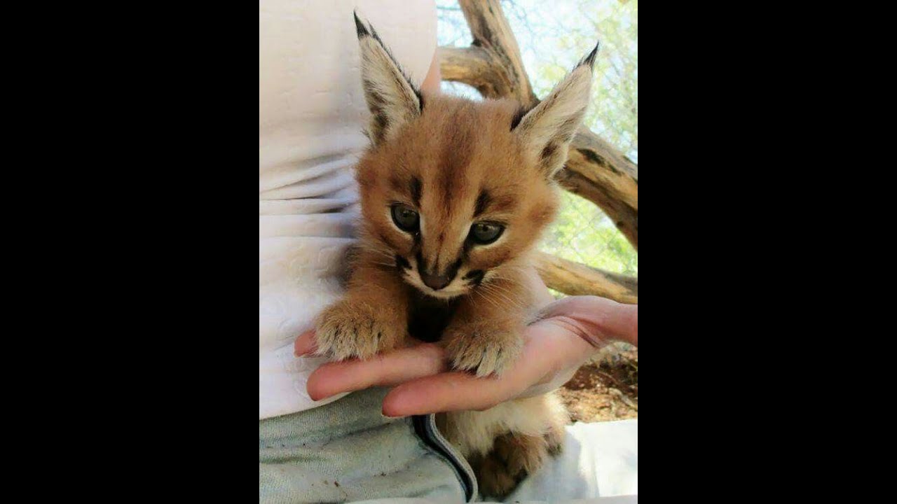 🐕 Новые смешные видео с животными для поднятия настроения! 🐈 Вы будете смеяться! 😺
