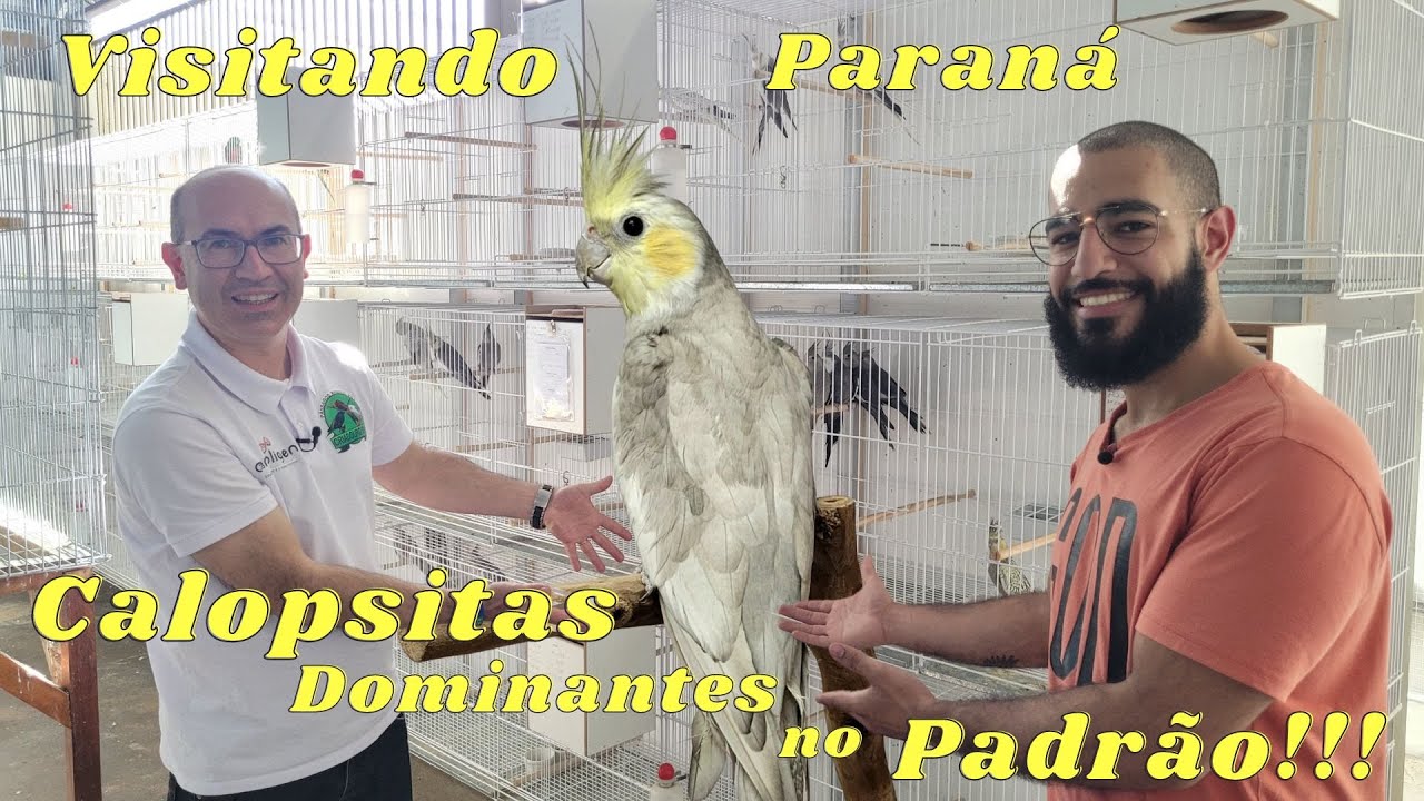 CRIADOURO SARROCH COM MUTAÇÕES RARAS DE CALOPSITAS!!!