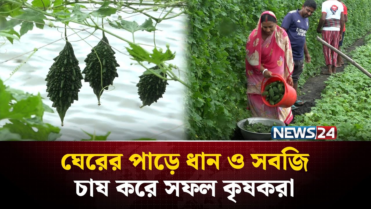 ঘেরের পাড়ে ধান ও সবজি চাষ করে সফল কৃষকরা | Gopalganj korola cultivation | NEWS24 Special