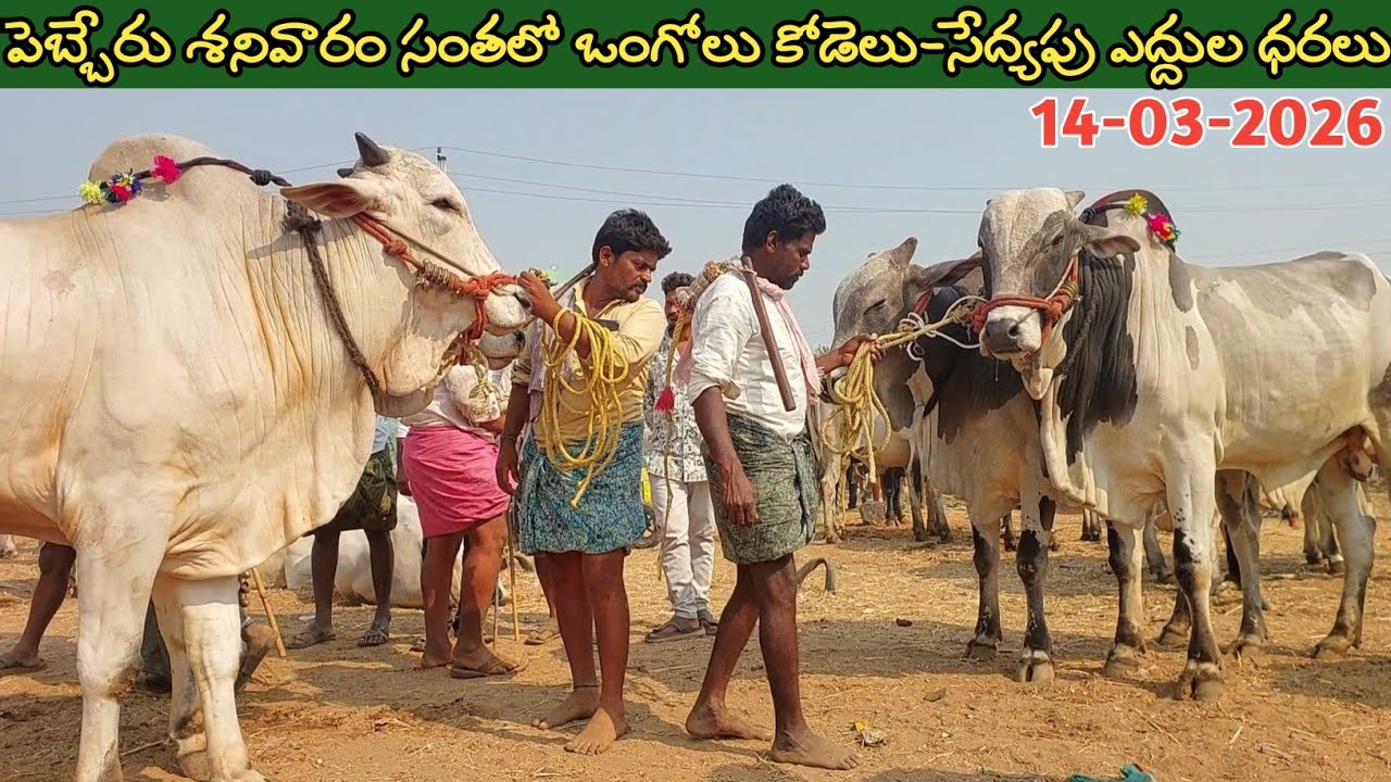 పెబ్బేరు సంతలో ఒంగోలు కోడెలు-సేద్యపు ఎద్దుల ధరలు | Pebbair Saturday Bull market | Oxen @purnafarms 
