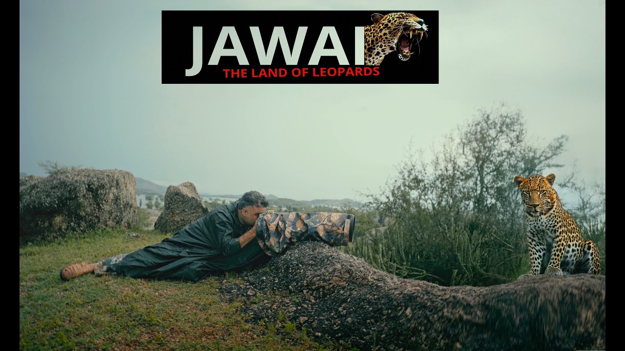JAWAI: Through the eye of a wildlife photographer 