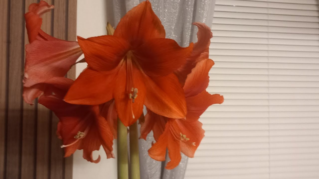 Daily vlog:spacer i pomysł na obiad 😊😊😊😊