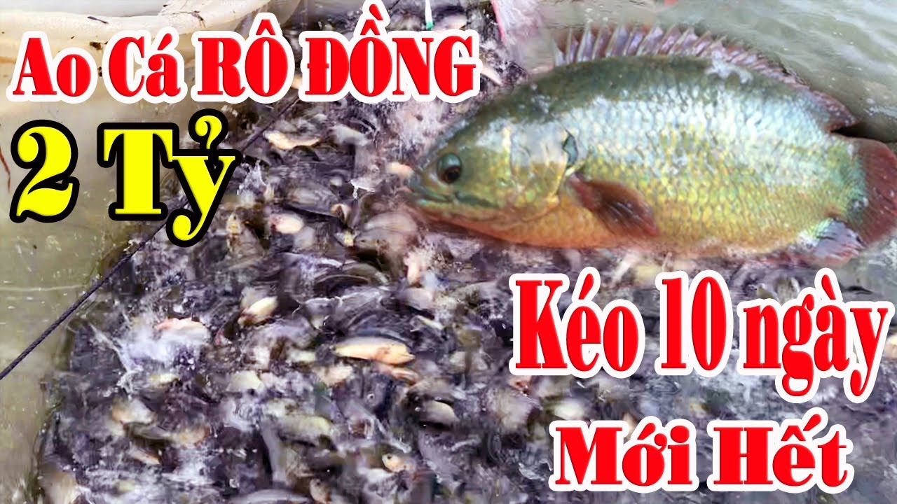 THAM QUAN MÔ HÌNH NUÔI CÁ RÔ ĐỒNG LỚN NHẤT TỈNH TÂY NINH || CÁ RÔ ĐẦU VUÔNG