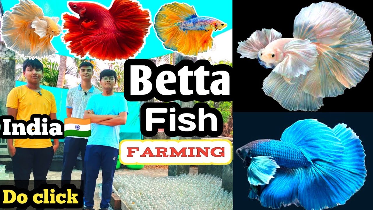 Thailand Betta Fish Price | Betta fish tank | Aquarium Fish recent price at Galiff Street | India