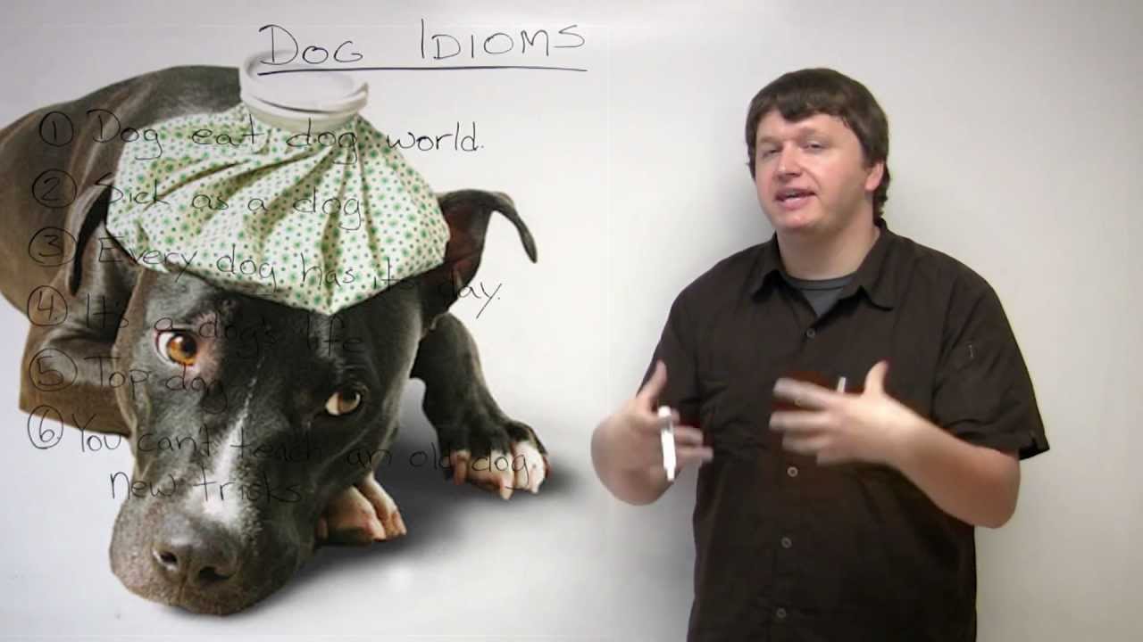 6 Dog Idioms in English