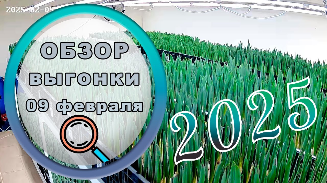 🔎 Обзор выгонки тюльпана 09 февраля // 2025