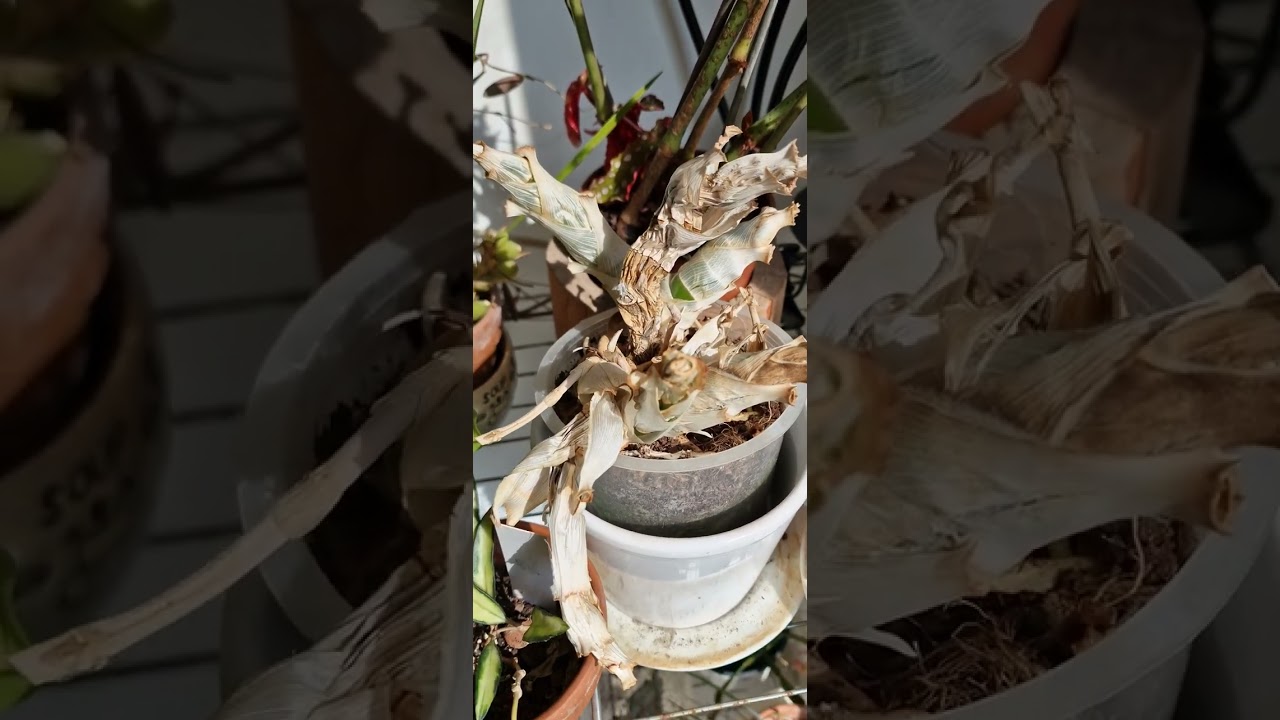 מצב הצמחים היום: קטסטרופה !