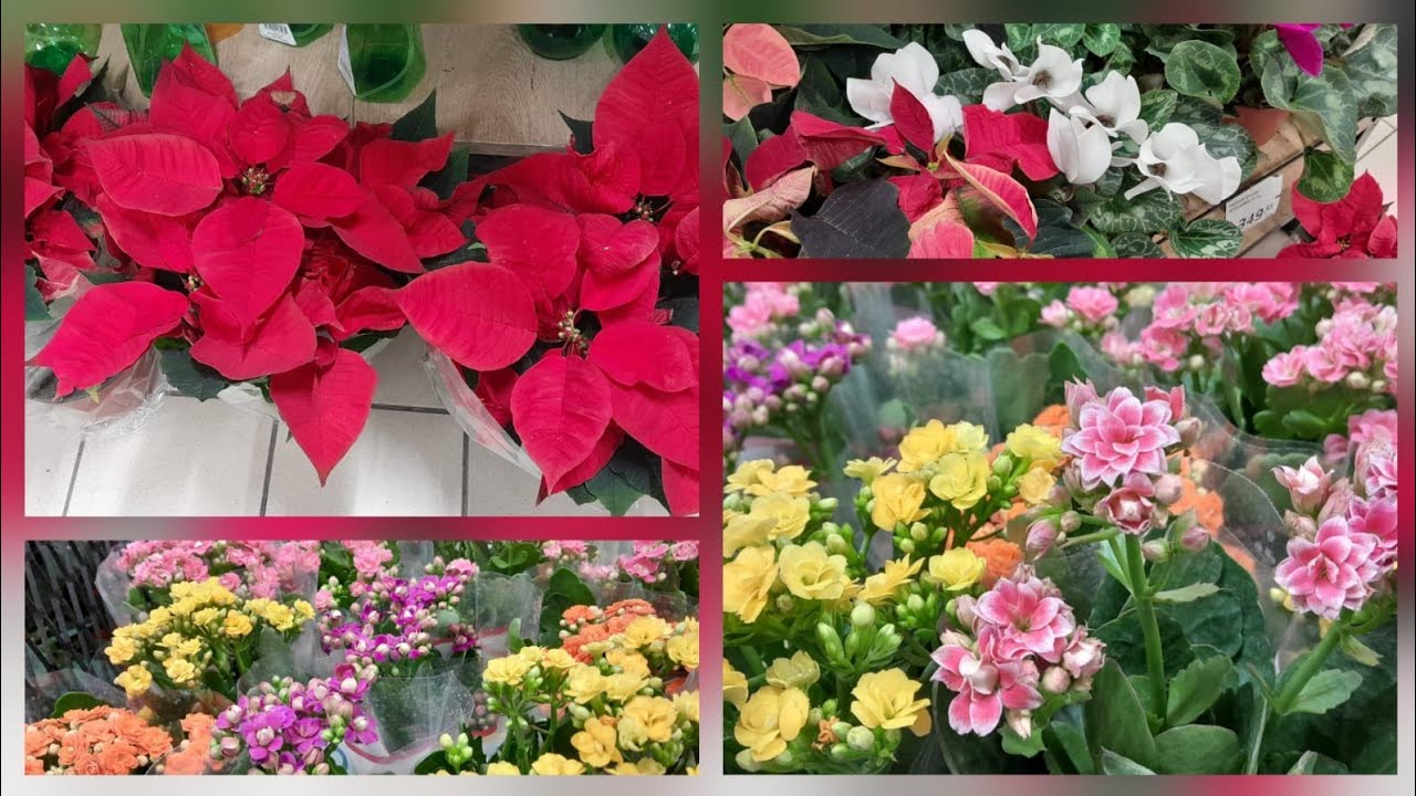 📣MİGROSA RENGARENK ÇİÇEKLER GELMİŞ KOŞUN 🏃‍♂️🏃‍♂️🌺🍀⚘️ #migrosçiçek #migros #migrosindirimkataloğu 