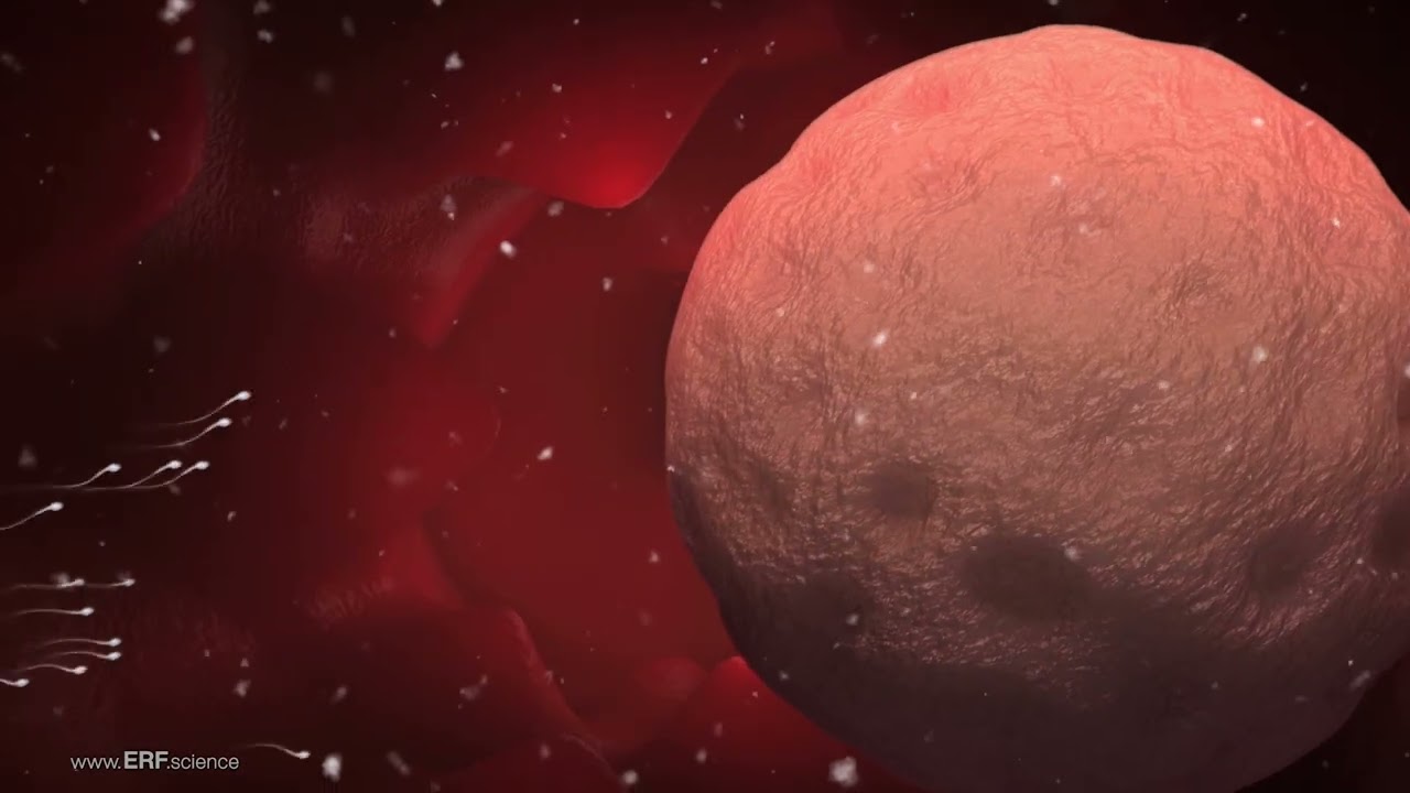 La Vida Prenatal Vista por la Ciencia (The Science of Life Before Birth)