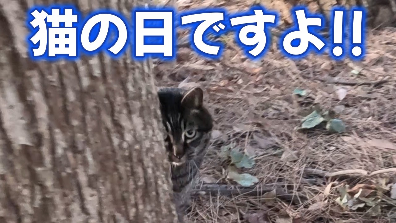 【海岸猫】きじ猫にゃんにゃんにゃん 2026.2.22 すっぴん撮って出し