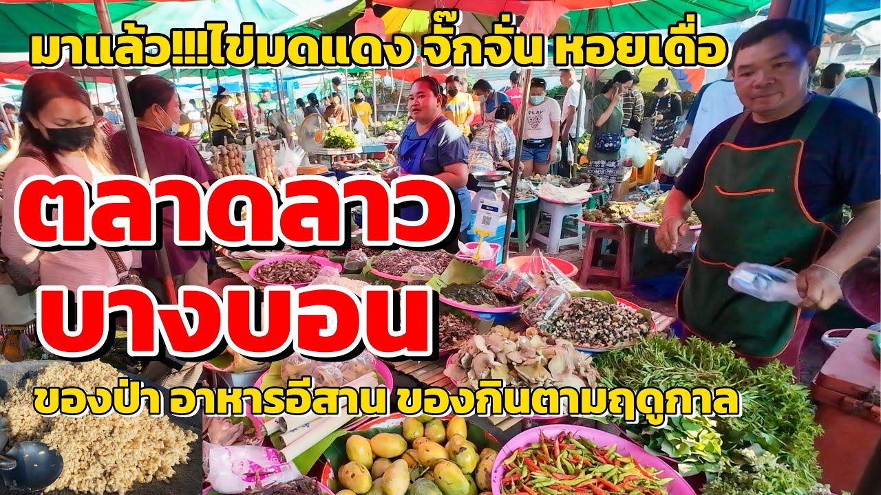 มาแล้ว!!!ไข่มดแดง…แมงจั๊กจั่น ตลาดลาวบางบอน ตำนานอาหารป่า #ตลาดลาวบางบอน 