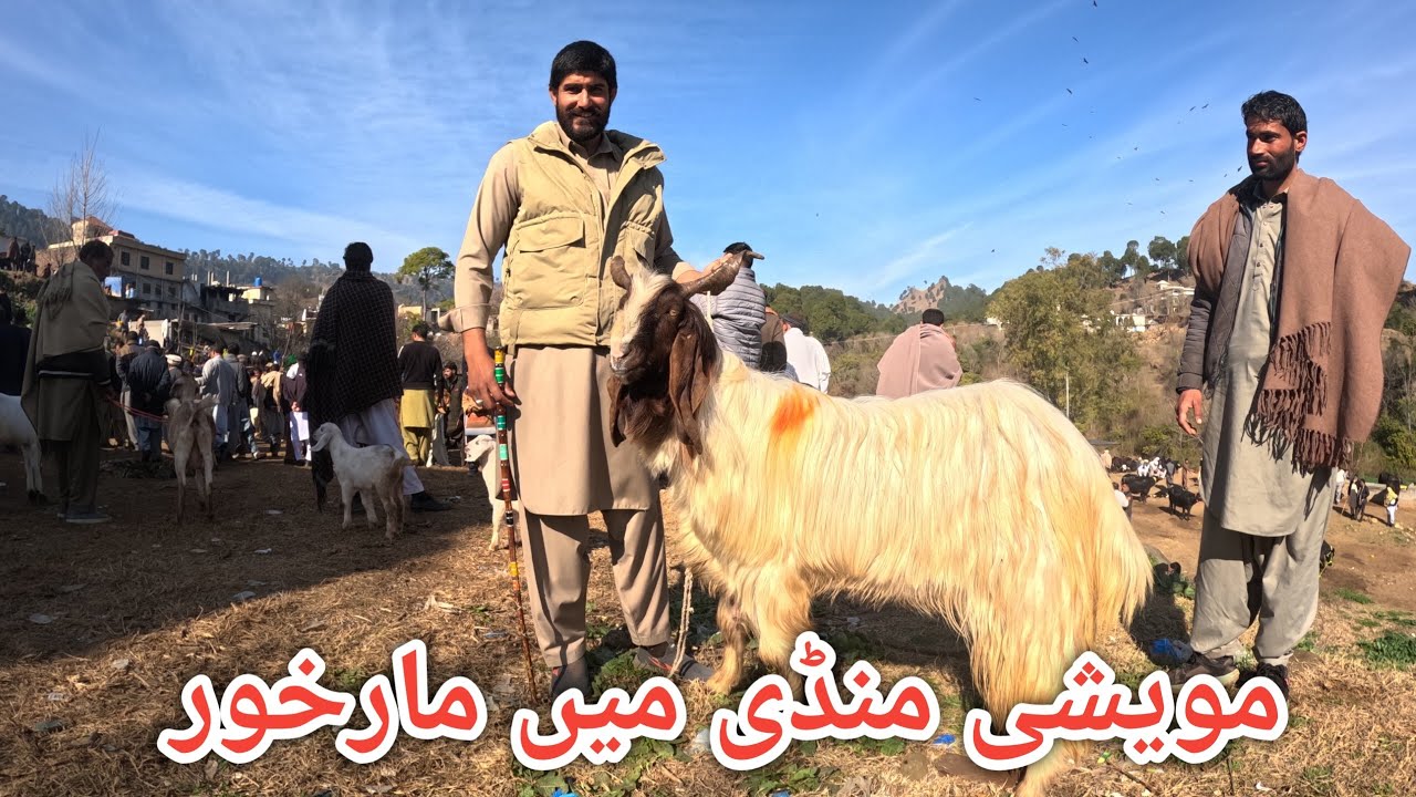 Price of top quality goats from the largest animal market of AJK #goats 