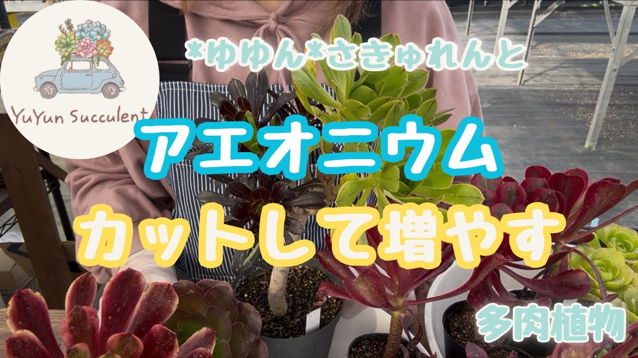 【多肉植物】アエオニウムをカットしました♪2026年2月22日