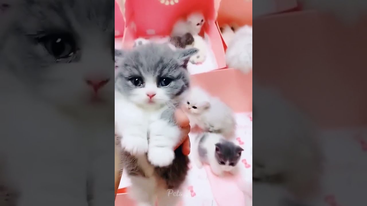 Funniest Cats and Dogs 🐱🐶 @try not to laugh