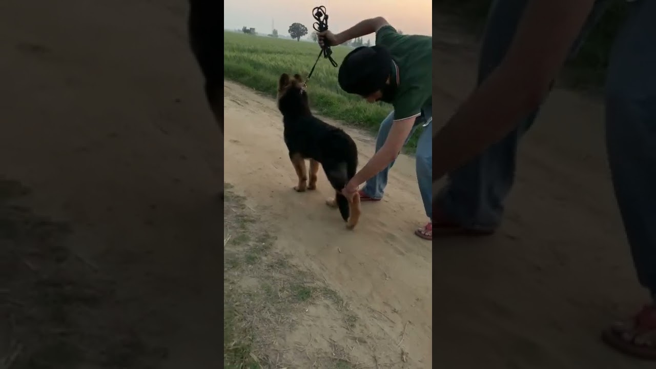 Train my Germanshepard for walk ||style||stag 