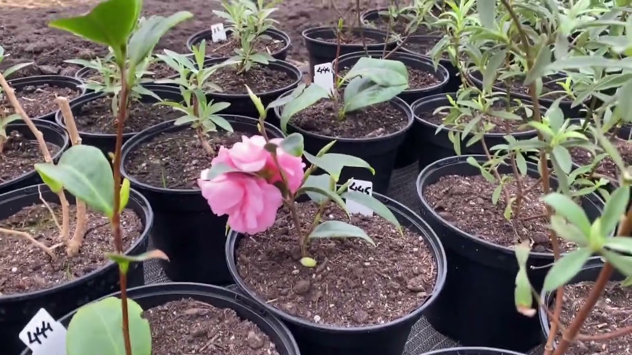 Week 12. Compost, bloeiende planten en hondeweer!